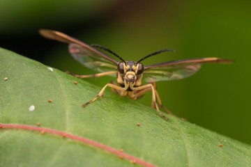 Yellow wasp on a green leaf (selective Focus)