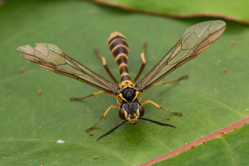 Yellow wasp on a green leaf (selective Focus)