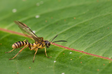 Yellow wasp on a green leaf (selective Focus)