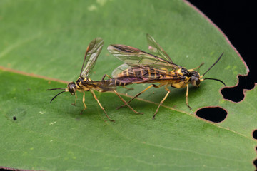 Mating Yellow wasp on a green leaf (selective Focus)
