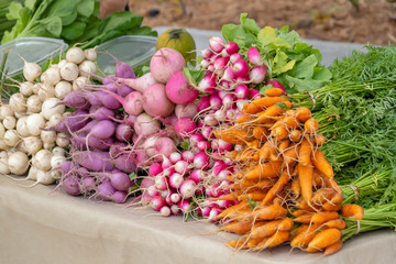 A bunch of freshly picked carrots, radish, beets along with other root vegetables fill the table at the green farmers market.