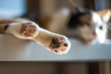 Closeup of Cat's Black and White Paw Calico Cat Sleeping Near Sunny Window