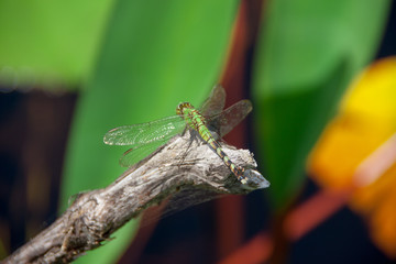 dragonfly resting on a twig in the okefenokee swamp