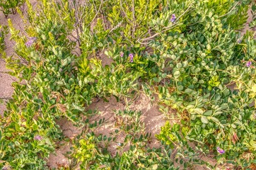 Vegetation and Plants in Cape Cod National Seashore