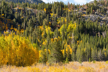 Fall trees