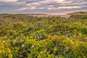 Fototapeta na wymiar Vegetation and Plants in Cape Cod National Seashore