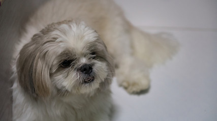 The dog is lying on the ground.