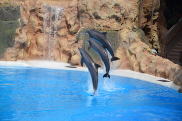 Dolphin