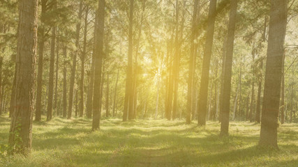 Pine trees with light orange