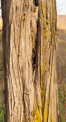 Closeup of Eastern Redcedar Bark