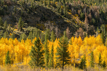Aspen trees in fall