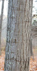 Red Oak Bark Closeup
