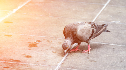 pigeons eating bread in the city street