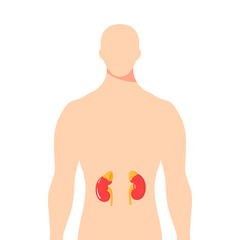 Vector diagram of adrenal glands in flat style.