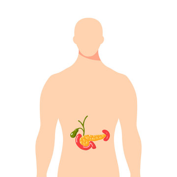 Medical illustration of the pancreas, vector illustration