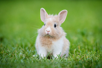 Little funny rabbit sitting on the lawn