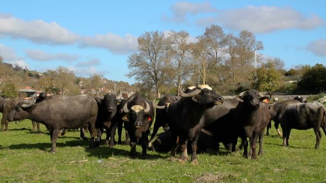Herd of Bubalus bubalis (Water buffalo) grazing
