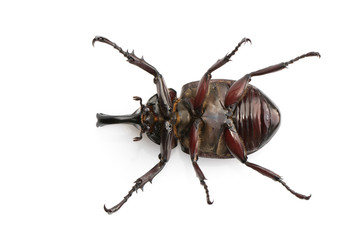 Image of dynastinae on white background. Insect. Animal. Dynastinae is fighter of the mountain in from Thailand.