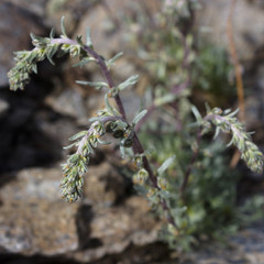 Alpine wild  flower Artemisia Genipi Weber (Artemisia Spicata) . Selective focus. This plant is the basis of the production of a tonic liquor known as Genepi.