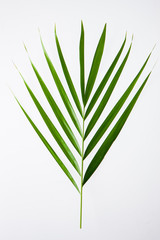 leaves, plants, and grasses on the white background