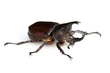 Image of dynastinae on white background. Insect. Animal. Dynastinae is fighter of the mountain in from Thailand.