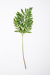 leaves, plants, and grasses on the white background