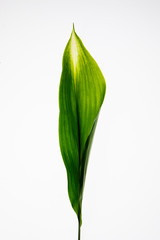 leaves, plants, and grasses on the white background