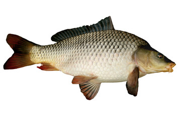 Live fish big carp