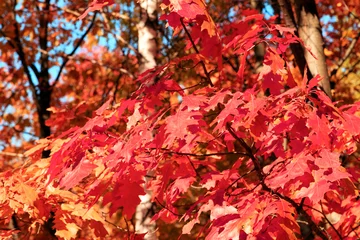 The fall foliage of red maples autumn background