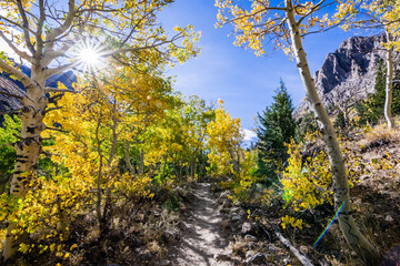 Hiking trail lined up with aspen trees in the Eastern Sierra mountains, John Muir wilderness, California; sunny fall day