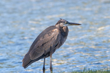 Immature Heron