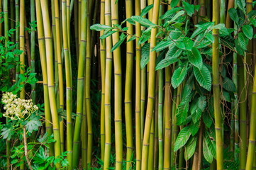 Obraz premium bamboo forest in china. chengdu