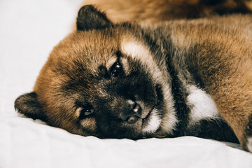 Obraz premium sleeping puppy