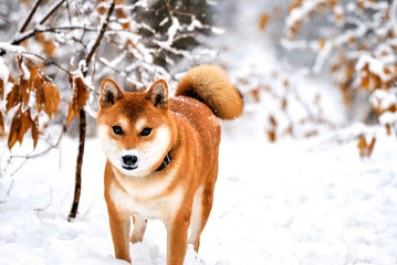 dog in snow