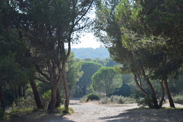 Fototapeta premium France Forest