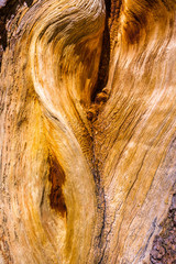 Close up of pine trees wood burls, Eastern Sierra mountains, California
