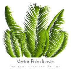 Palm Leaves Isolated. Realistic Branches Set. Vector Tropical Foliage. Floral Elements. Illustration of Jungle Plants. Tropic Palm Leaves for Pattern, Wallpaper, Print, Fabric, Textile or Your Design.
