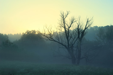 dry tree in the misty morning