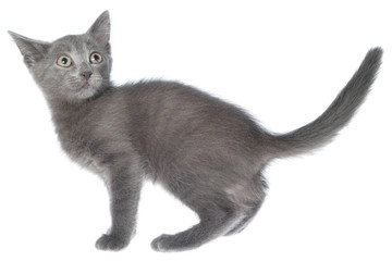 Frightened gray kitten isolated