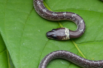 Obraz premium Close-up of Small snake on green leaf , Common Wolf Snake