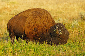 View of a single lonely bison in the grass in Yellowstone National Park, Wyoming, United States