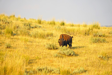 View of a single lonely bison in the grass in Yellowstone National Park, Wyoming, United States