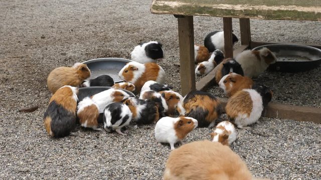Guinea Pig Party. Lots of guinea pigs hanging out. A bunny rabbit also hops past. Rural zoo in France.