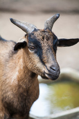 Domestic Goat , Scientific name Capra hircus