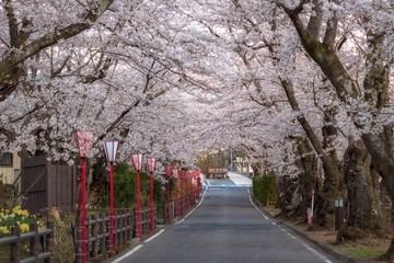Sakurazaka, cherry blossom tunnel road with beautiful full blooming at Dake onsen town, Fukushima, Japan.