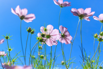 Abstract soft focus flower with clear blue sky 