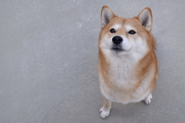 柴犬・見上げる
