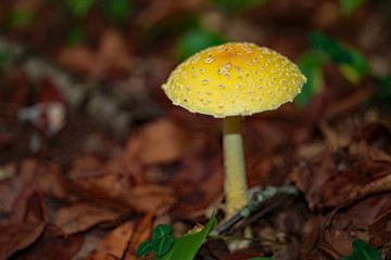 Isolated wild mushroom growing on the forest floor at Erie Wildlife refuge