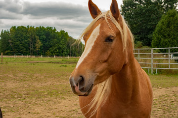 Isolated brown horse with blond mane in a field near Erie national wildlife refuge