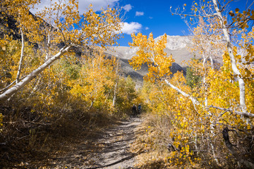 Hiking trail lined up with aspen trees in the Eastern Sierra mountains, John Muir wilderness, California; sunny fall day